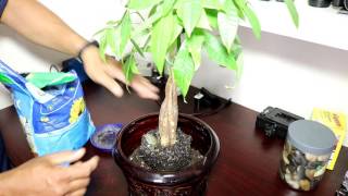 Money tree plant is a traditional symbol of good luck, and fortune
braided trees are popular favorite bonsai. with five to seven
beautiful gloss...