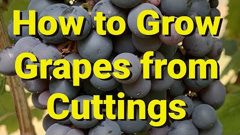 How to Grow Grapes from Cuttings