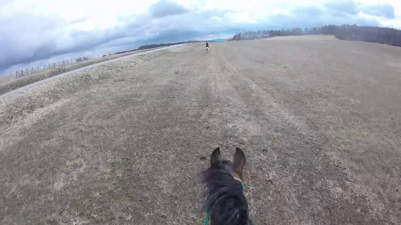 Horse Galloping / GoPro YouTube