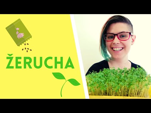 Video: Pestovanie žeruchy – čo je žerucha horská a ako ju pestovať