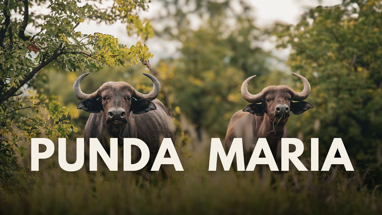 Ep. 17 | Kruger National Park – PUNDA MARIA in Summer
