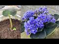 African violet plants can be grown from leaves, have you ever done this