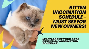 🐱 5 Essential Cat Vaccines You Shouldn’t Skip!