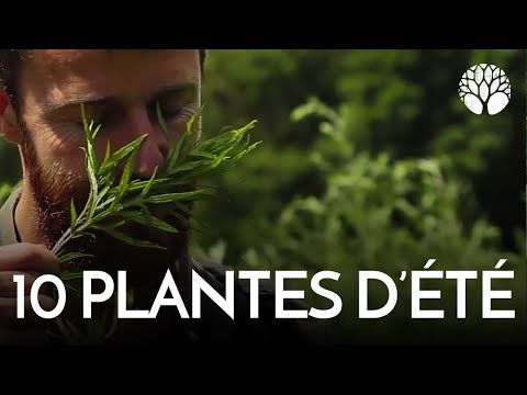 Vídeo: De quines plantes parlen?