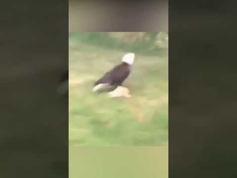 Águila ataca y mata a un gato sho