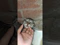 so cute cat 😺😺#youtushorts ...|| #by