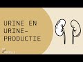 Urine en urineproductie