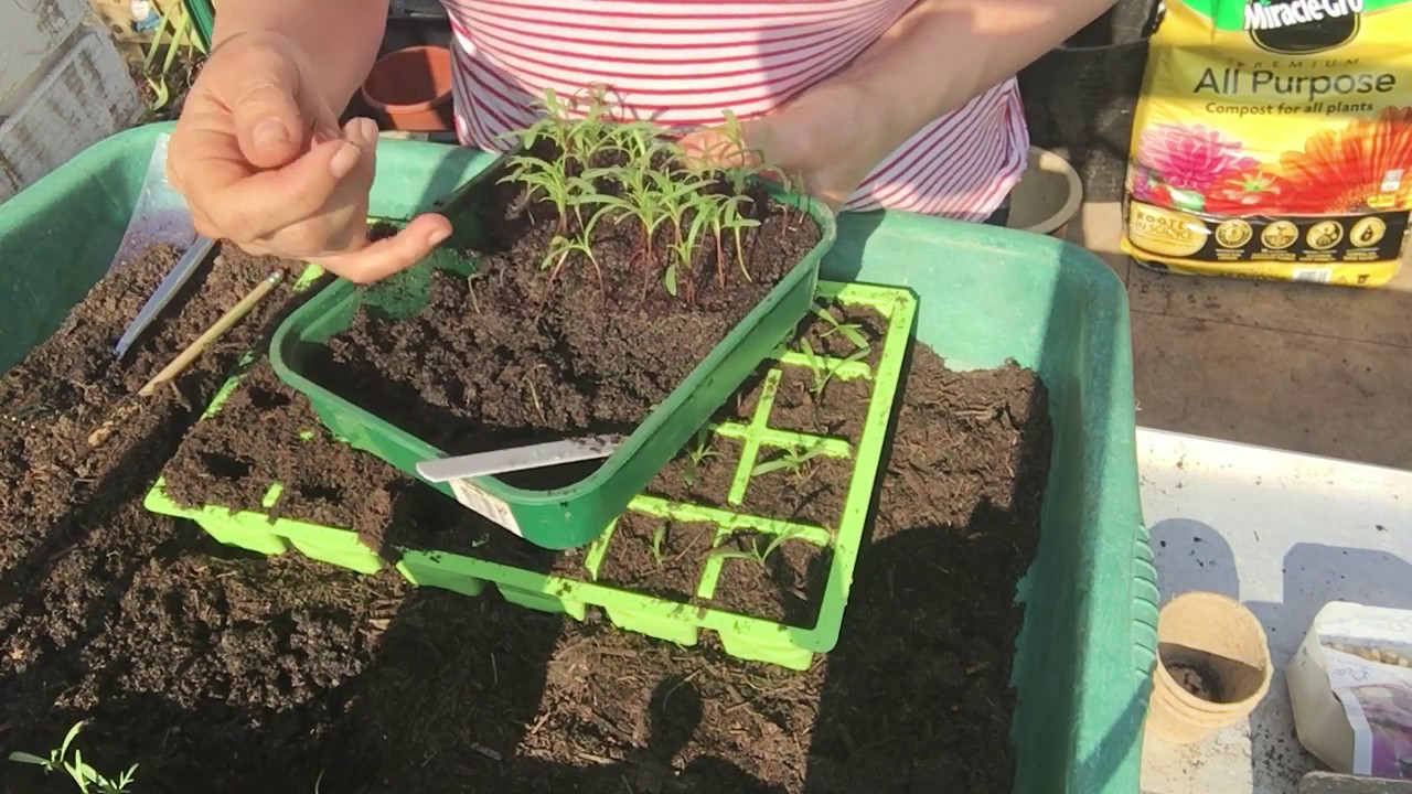 pricking out Cosmos seedlings into modules