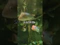 오사카여행2 #오사카여행 #오사카성 #아쿠아리움