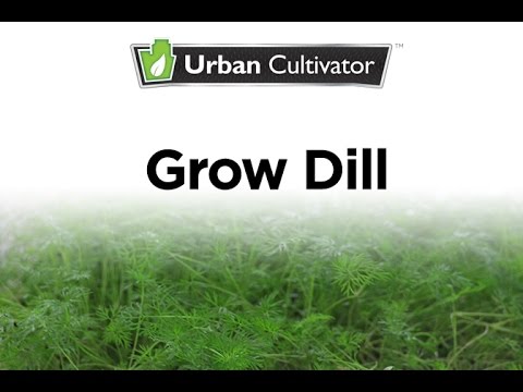 Video: Indoor Growing Of Dill
