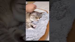 【癒し】寝ながらちゅぱちゅぱする猫 #Cat #ねこチャック #ねこ