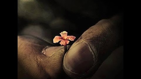 الشيخ محمد عمران سورة الزمر