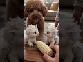 #萌寵出道計劃 #泰迪犬 #可愛的小狗狗 #0-3歲兒童啟蒙早教 #這也太萌太可愛了吧