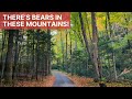 Driving The Roaring Fork Motor Nature Trail | Looking For Bears In The Great Smoky Mountains!