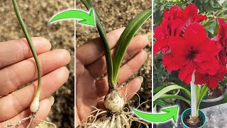 When and How to Transplant Amaryllis Seedlings | Hippeastrum Seedlings Care Tips(Turn on CC)