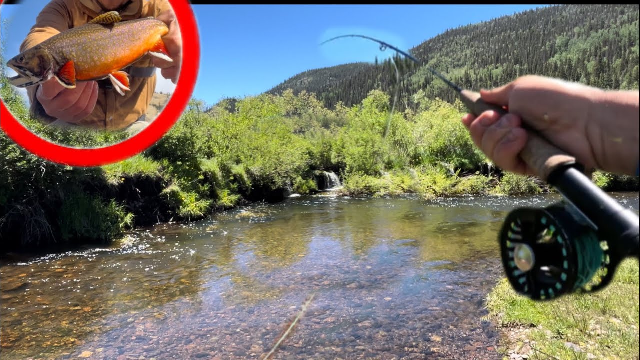 FlyFishing Tiny Creek Colorado Brook Trout YouTube