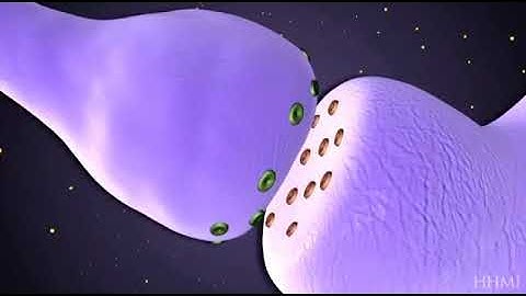 Biological Neural Network Signal Propagation Overview