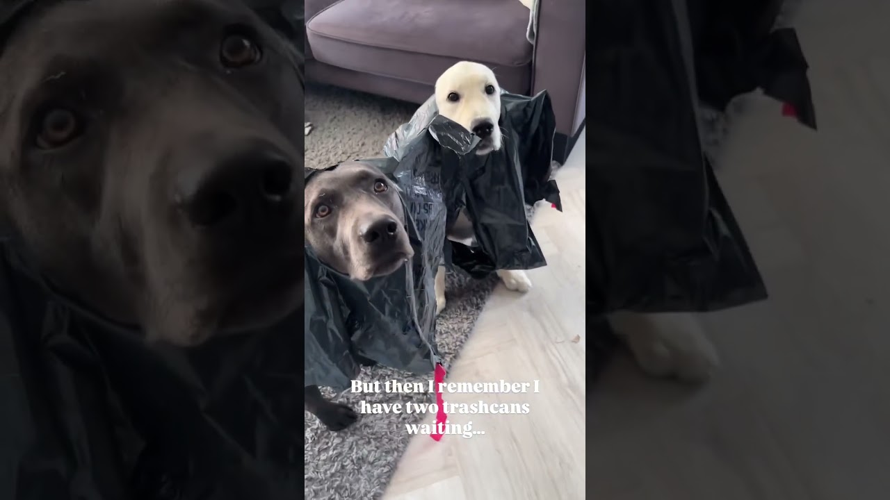 Private trashcans🗑️🫡 