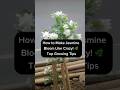 How to Make Jasmine Bloom Like Crazy! 🌿 Top Growing Tips #autoplant