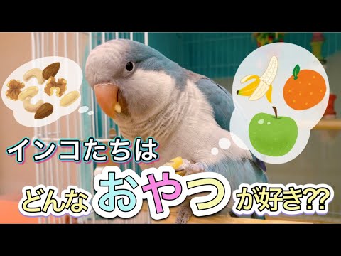 インコやオウムはどんなおやつを食べる A Video Introducing Snacks For Parakeets And Parrots Youtube