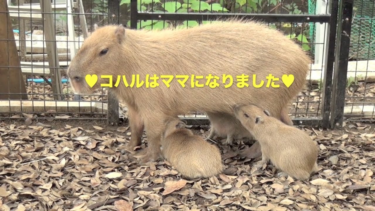 ママになったよ〜コハルメモリアル〜　大宮公園のカピバラたち