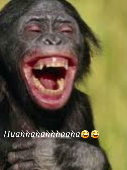 Lucu!!! Monyet Ketawa Acimalaka
