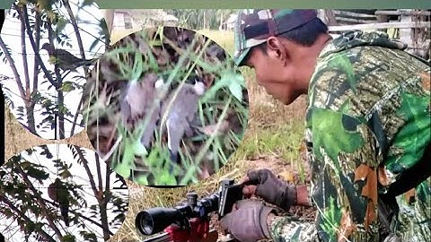 berburu punai dan tekukur seru 3 hari berturut turut....