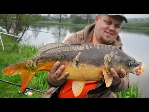 Wideo: Jak łowić Karpia