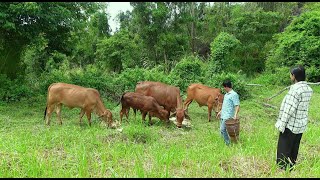 Harvesting Corn and Feeding Cows | Peaceful Farm Life