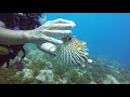 Puffing up a porcupine fish...  (for all the haters out there; this does not hurt them at all)