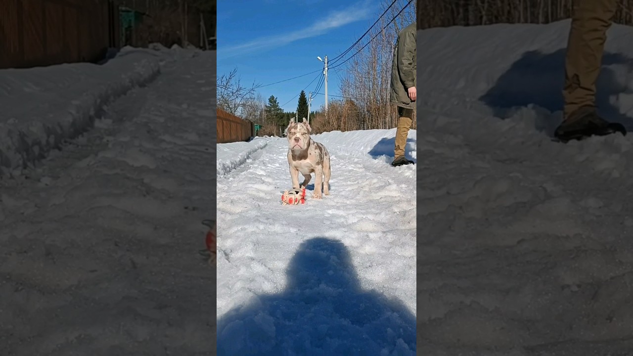 Булли. Милый мишутка Барни💙💜 4 месяца Окрас: Лиловый триколор мерль