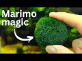 Marimo moss balls care propagation beginner guide