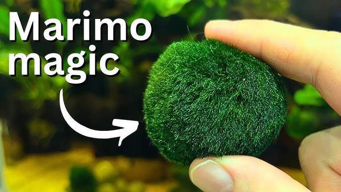 Marimo Moss Balls unboxing and care, how to put them in your tank Pet Moss!  