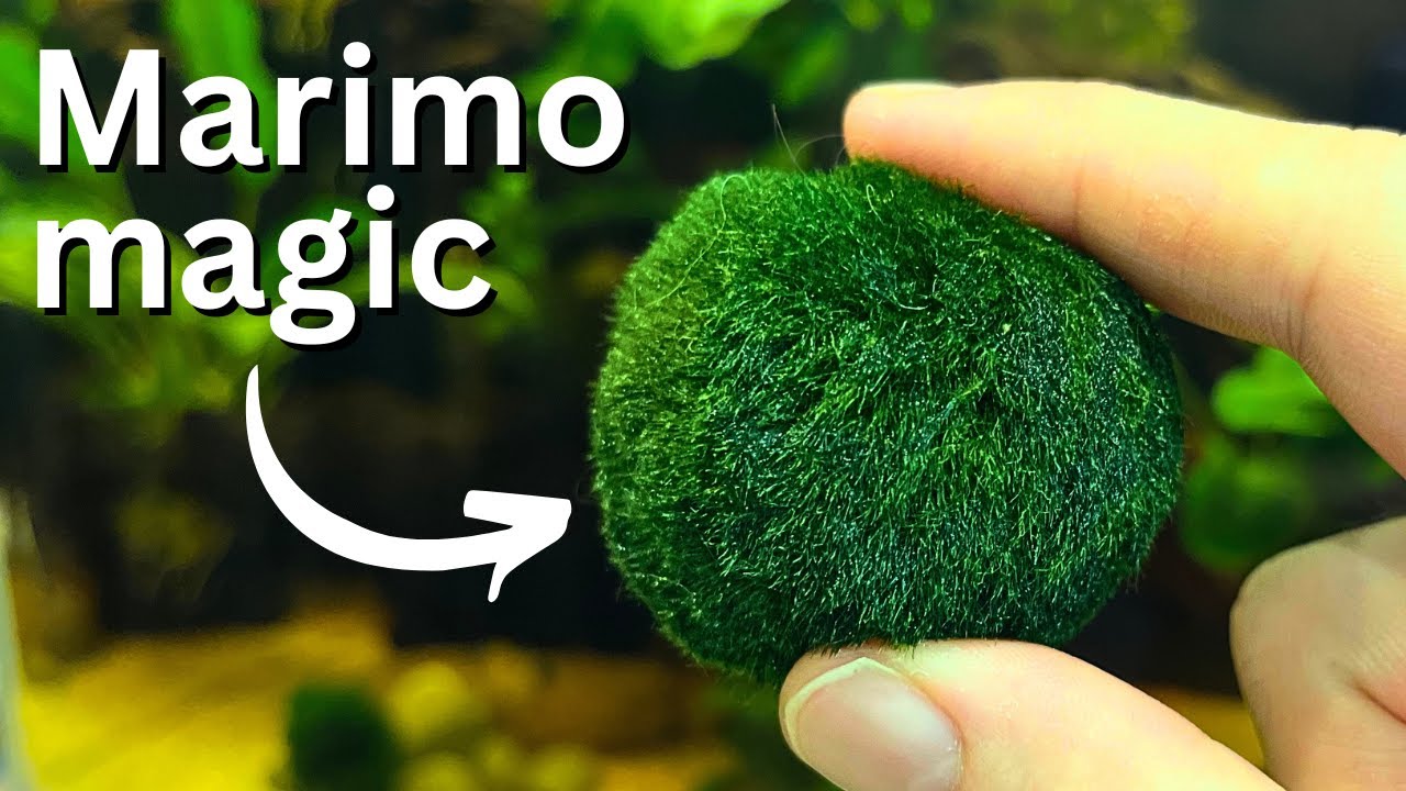 Thinking of getting a marimo moss ball as a houseplant, but i would only be  able to change the water every two weeks. Does anyone know if that would he  enough? 