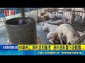 彰化中聯突停工！原料豆粕塞港釀缺貨危機 飼料喊漲直擊豬農喊苦｜三立新聞LIVE
