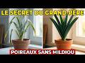 LE LAIT DE GRAND-PÈRE PROTÈGE! Vos poireaux résistent au mildiou toute la saison pour 0 euro.