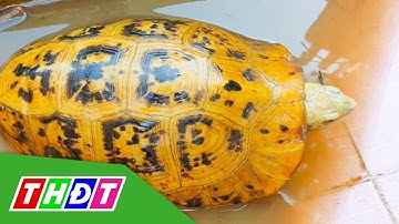 Người dân bắt được rùa có màu vàng ở Bình Dương | THDT