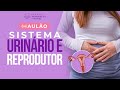 Tudo sobre o sistema urinrio  reprodutor 