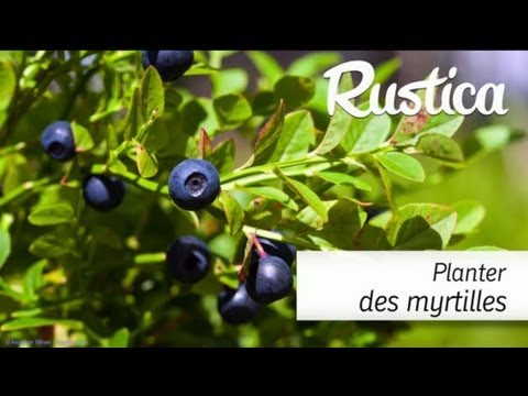 Vidéo: Faire Pousser Des Myrtilles Dans Le Jardin - 2