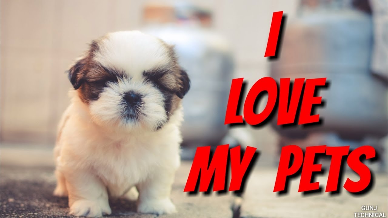 Cutes dogs Cutest dog in the world Cute dogs Whatsapp Status 2018