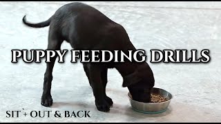 Puppy Feeding Drills: Sit & Beginning of Retrieve by DogBoneHunter 767 views 1 month ago 7 minutes, 2 seconds