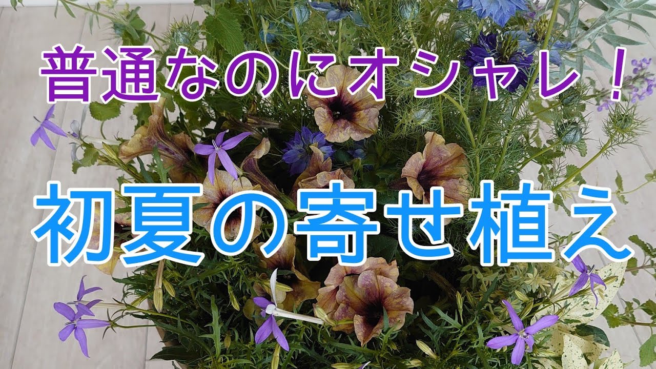 ガーデニング初心者向け 初夏の寄せ植え ナチュラルで大人可愛い寄せ植えの作り方 コンテナガーデニングやベランダガーデニングを色合わせでオシャレに楽しむ方法 Youtube