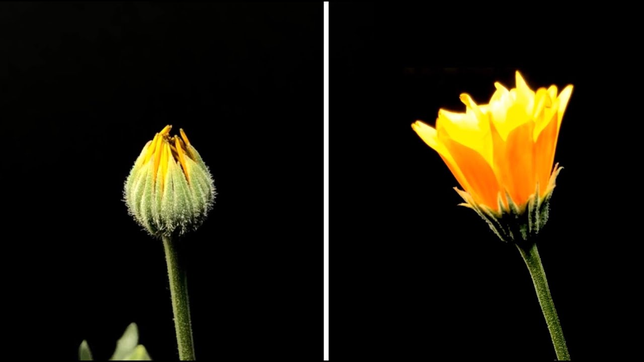 Growing yellow daisies time lapse YouTube