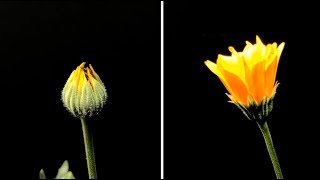 Growing yellow daisies time lapse