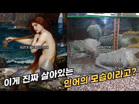 A mystery creature hidden by the Little Mermaid, the real story of the mermaid