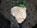 12 май 2026 г.Гъба Пъстърва, Polyporus squamosus