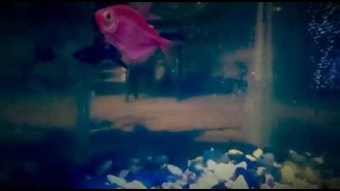 Acuaponia Automatizada Tico Organics.