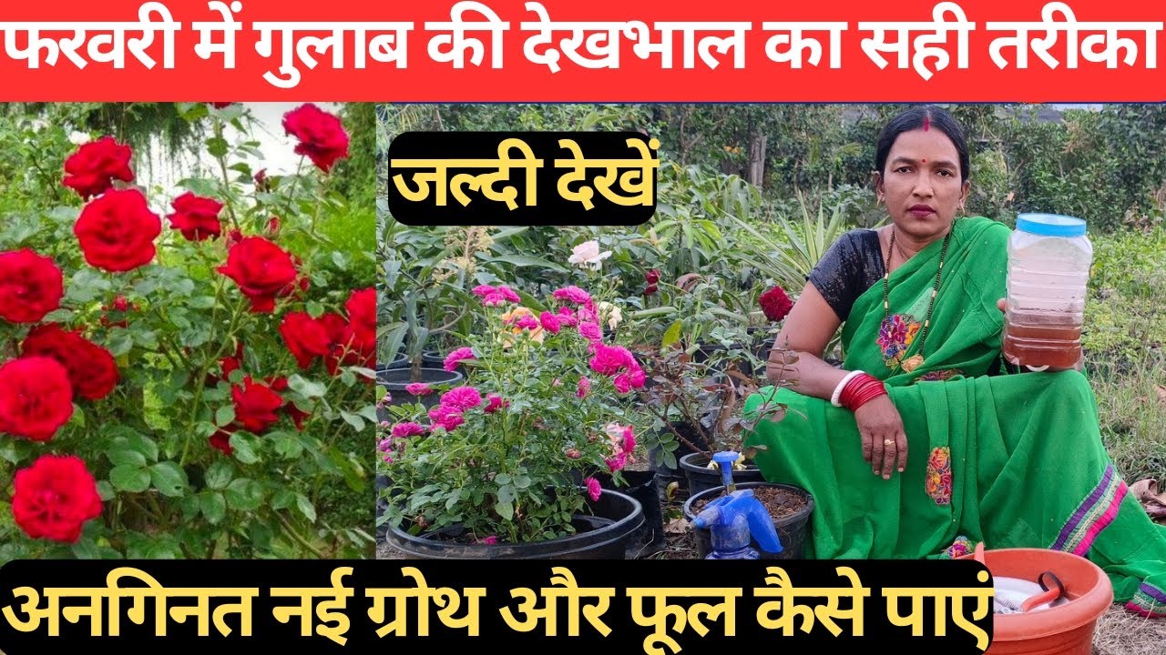 February mein Gulab ki care kaise karen. Best fertilizer for rose plant