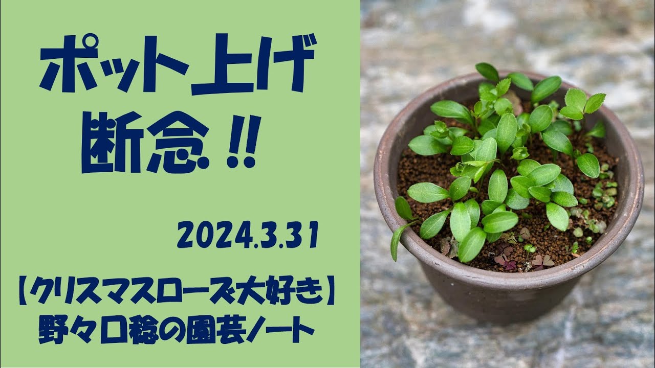2024.3.31 ポット上げ断念‼ - YouTube