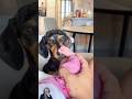 Dogs and babies: true love💕🐶👶💕#dog #baby #love #bestfriend #cute #pets #happy #shortvideo #foryou